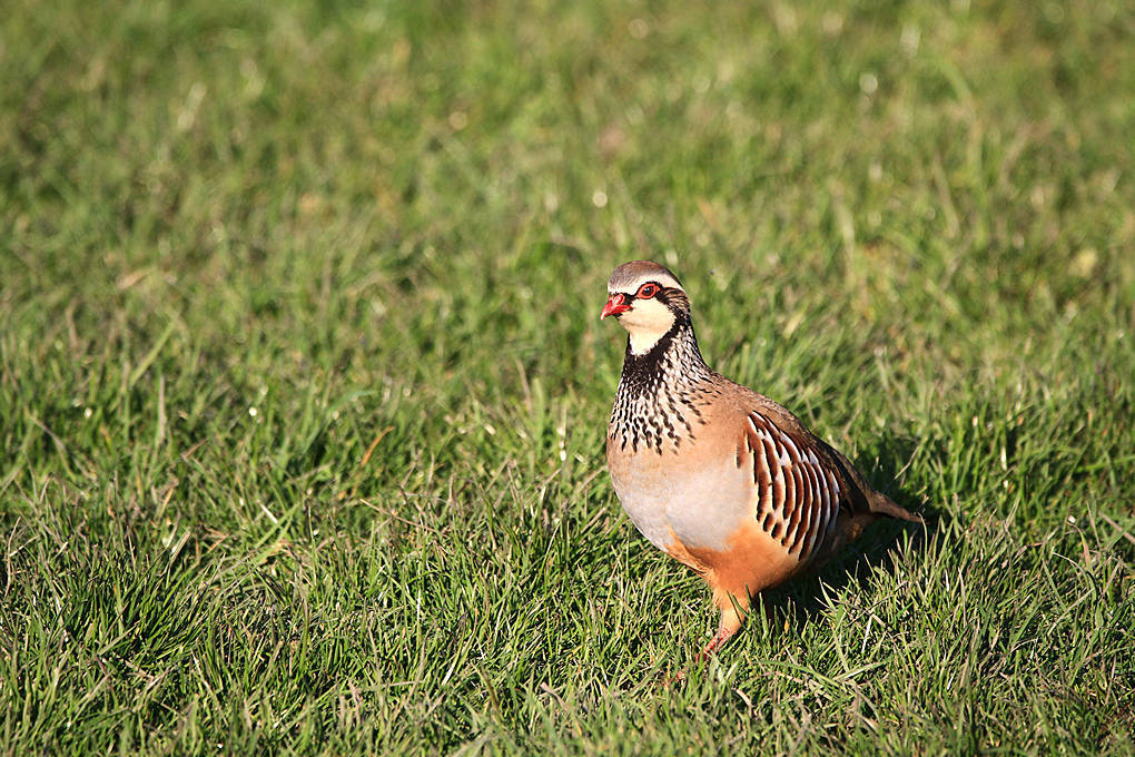 Click image for larger version

Name:	Red Legged Partridge.jpg
Views:	106
Size:	242.6 KB
ID:	489857