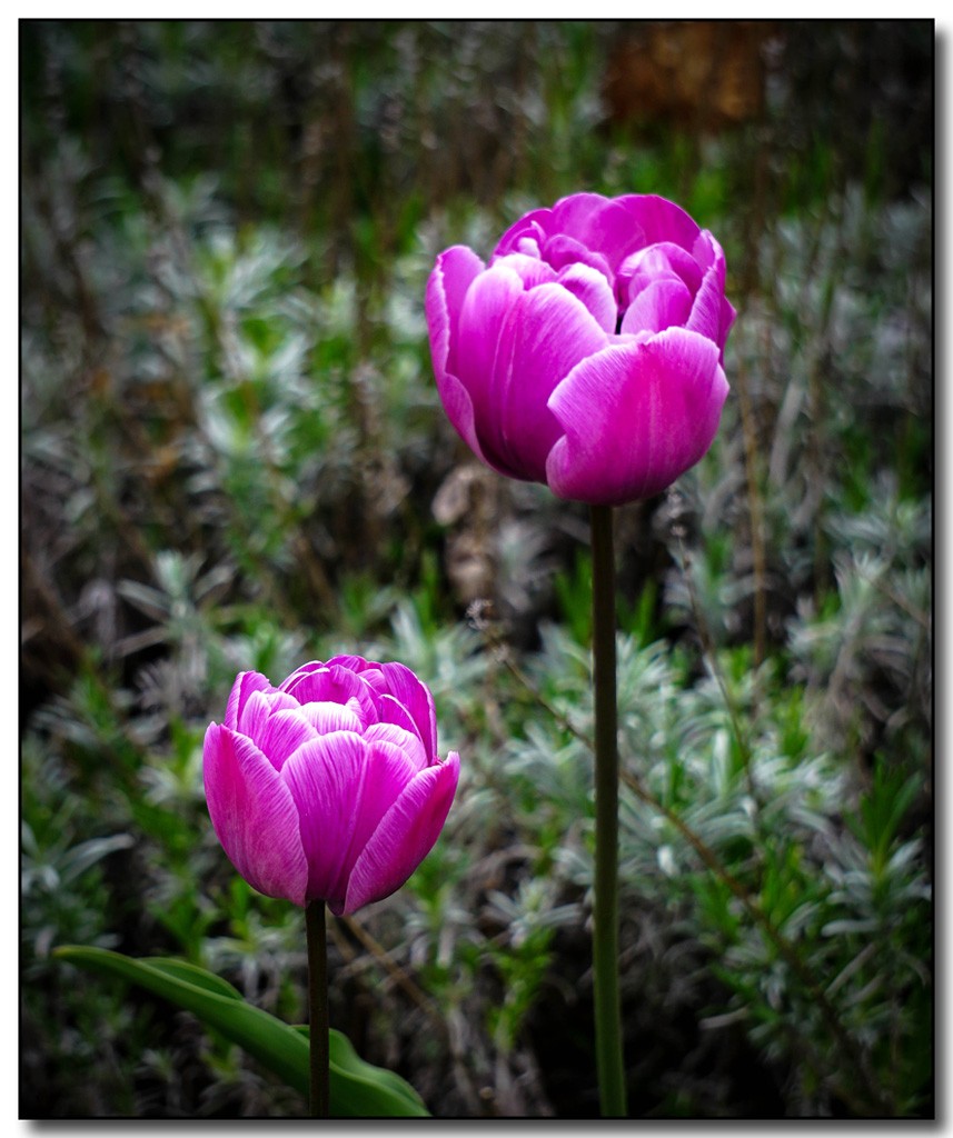 Click image for larger version

Name:	2 Tulips r.jpg
Views:	28
Size:	177.2 KB
ID:	457947