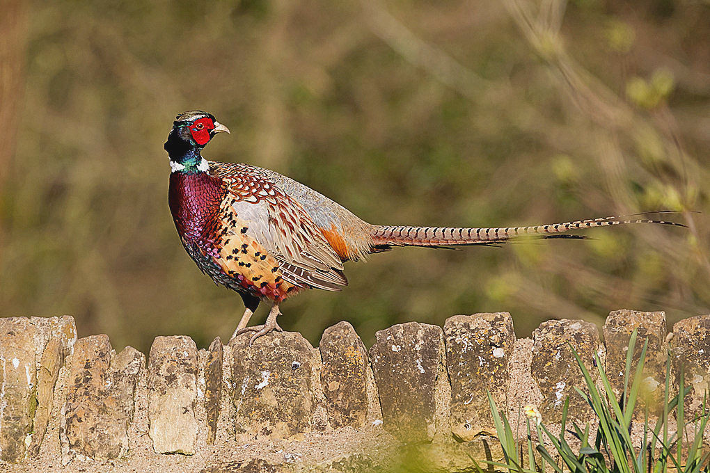 Click image for larger version

Name:	Cock pheasant.jpg
Views:	83
Size:	239.2 KB
ID:	490095