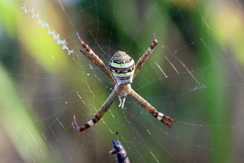 Click image for larger version

Name:	Orb Spider..jpg
Views:	46
Size:	104.1 KB
ID:	466872