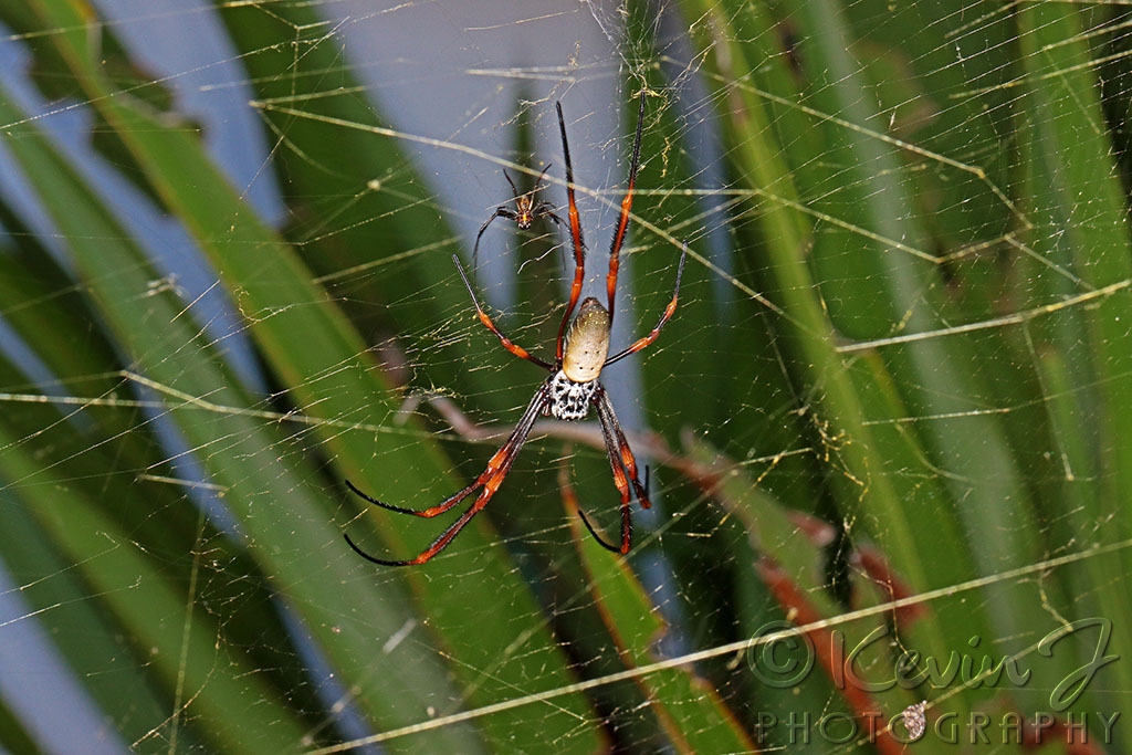 Click image for larger version

Name:	Orb Spider+Mate.jpg
Views:	37
Size:	449.6 KB
ID:	470287