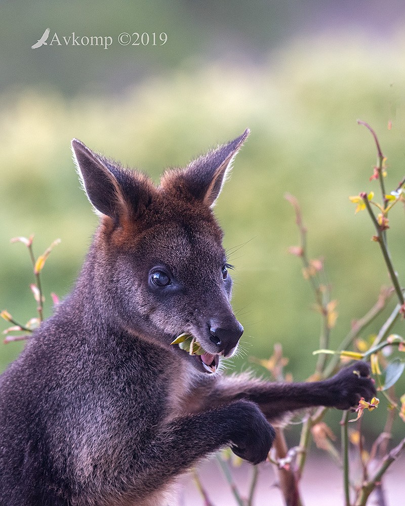 Click image for larger version

Name:	swamp wallaby 1376a.jpg
Views:	51
Size:	231.7 KB
ID:	465725