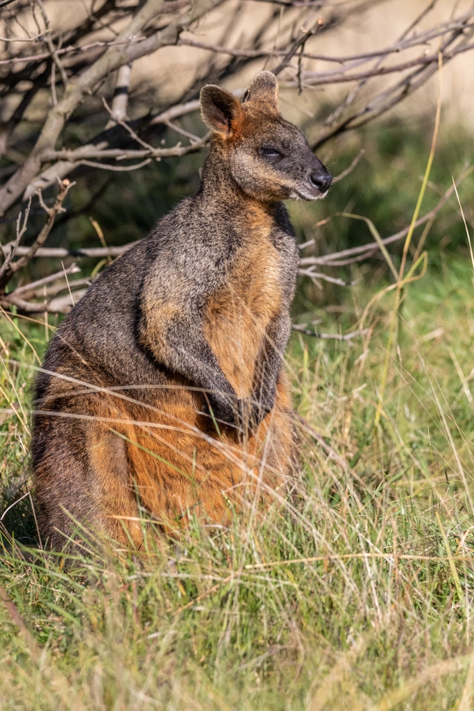 Click image for larger version  Name:	Swamp Wallaby.jpg Views:	6 Size:	544.2 KB ID:	471926