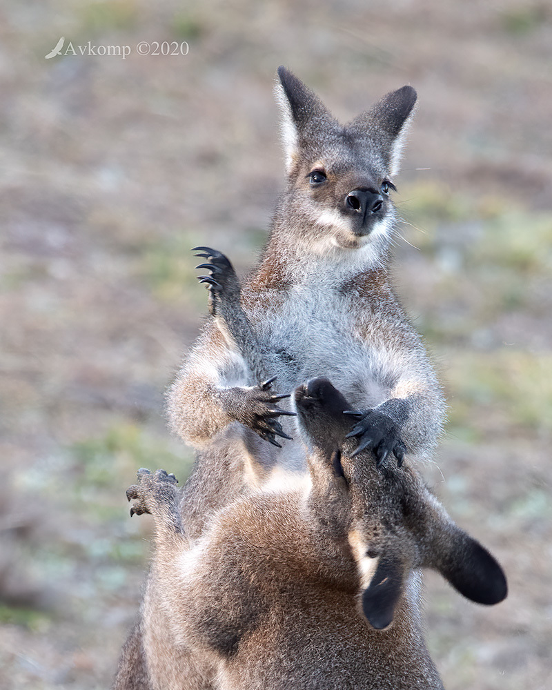 Click image for larger version  Name:	wallaby 3695 cropped.jpg Views:	0 Size:	325.2 KB ID:	490416