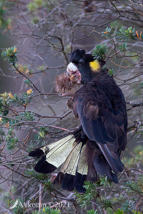 Click image for larger version

Name:	yellow tailed black cockatoo 6578.jpg
Views:	48
Size:	126.8 KB
ID:	490712