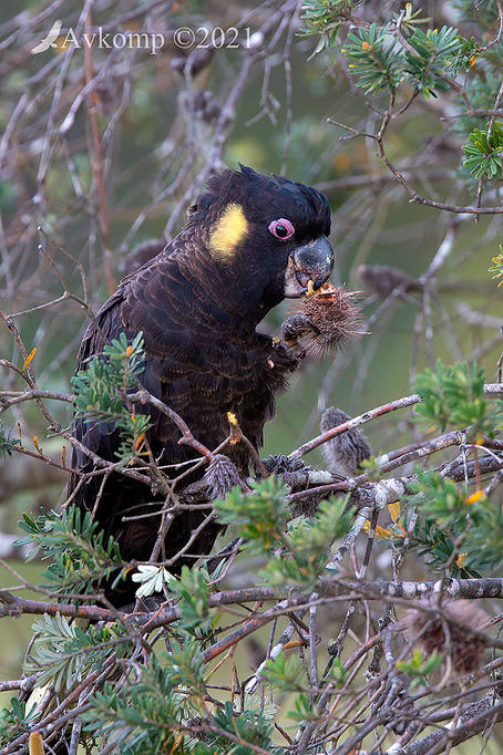 Click image for larger version  Name:	yellow tailed black cockatoo 6593.jpg Views:	8 Size:	135.7 KB ID:	490695