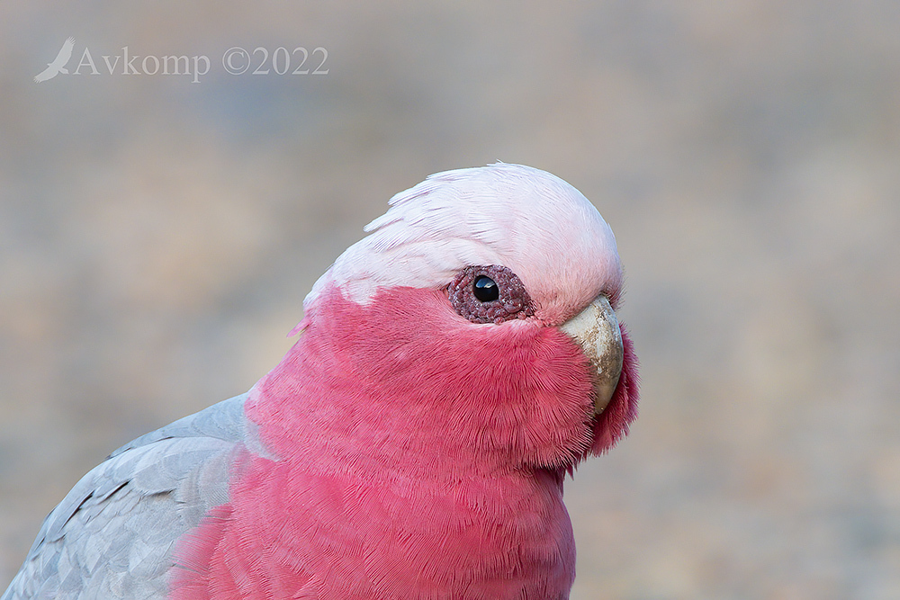 Click image for larger version

Name:	galah 7821.jpg
Views:	79
Size:	358.5 KB
ID:	489915