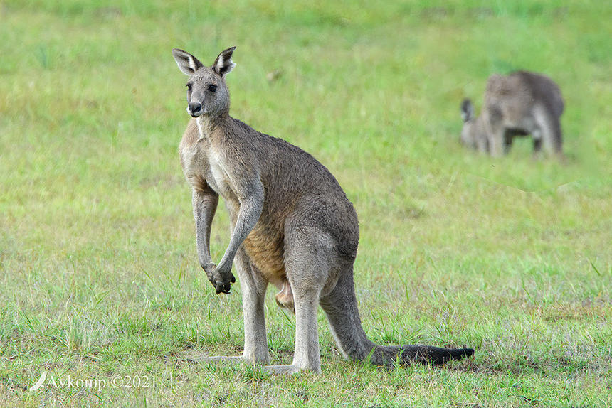 Click image for larger version

Name:	kangaroo 5188.jpg
Views:	58
Size:	151.3 KB
ID:	490273