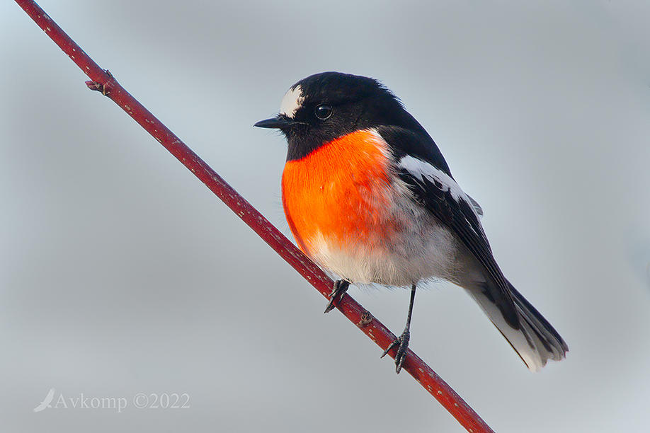 Click image for larger version  Name:	scarlet robin 7783.jpg Views:	0 Size:	75.6 KB ID:	490683