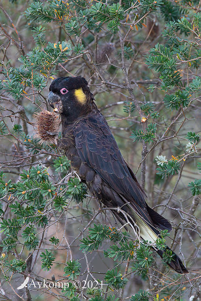 Click image for larger version  Name:	yellow tailed black cockatoo 6566.jpg Views:	11 Size:	132.9 KB ID:	490694