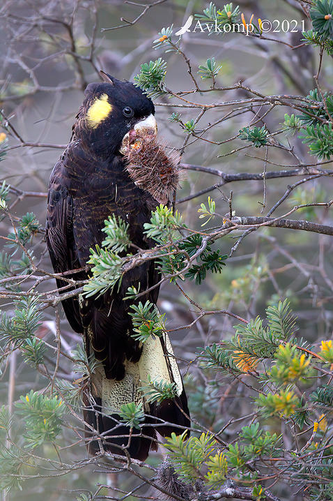 Click image for larger version

Name:	yellow tailed black cockatoo 6549.jpg
Views:	98
Size:	145.6 KB
ID:	490711