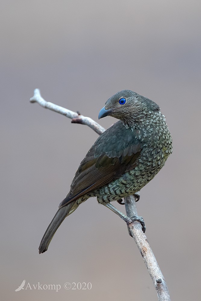 Click image for larger version

Name:	bowerbird 2668.jpg
Views:	52
Size:	96.2 KB
ID:	468748