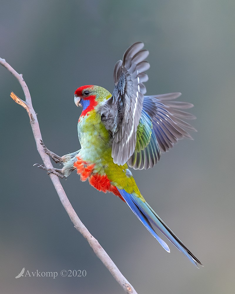 Click image for larger version

Name:	rosella 2743.jpg
Views:	103
Size:	156.3 KB
ID:	468846