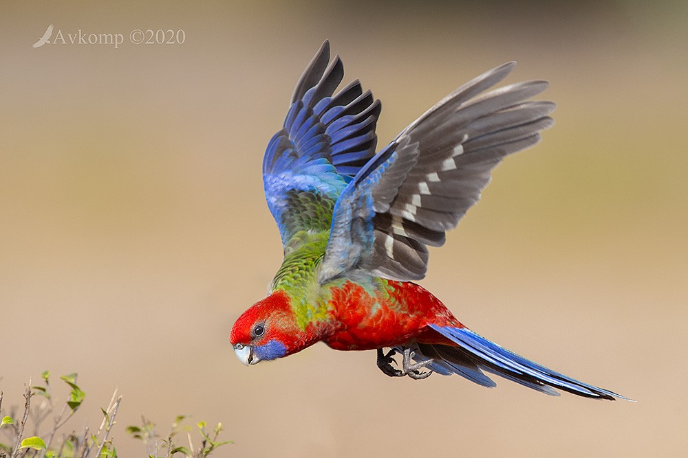 Click image for larger version

Name:	rosella 2842.jpg
Views:	209
Size:	111.8 KB
ID:	468929