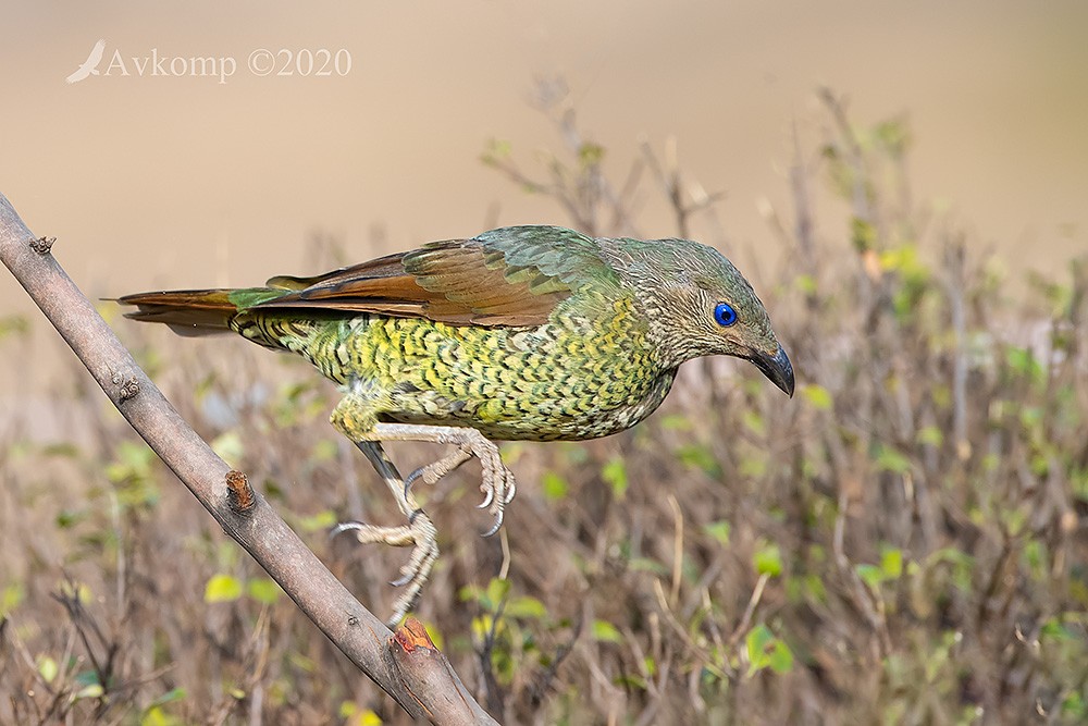 Click image for larger version

Name:	bower bird 2807.jpg
Views:	152
Size:	157.1 KB
ID:	468931