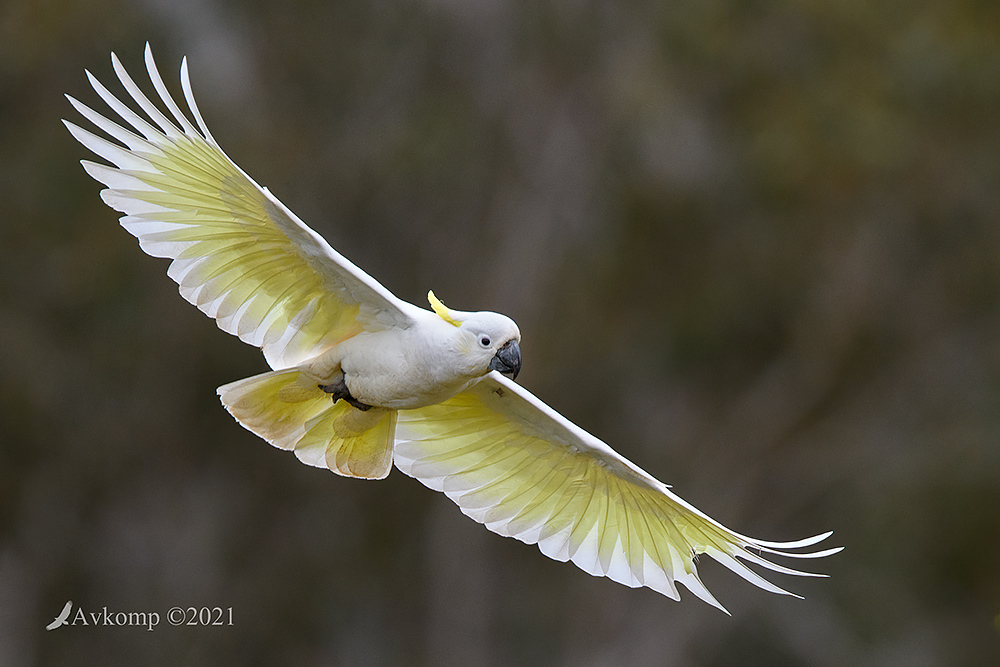 Click image for larger version

Name:	cockatoo 6320.jpg
Views:	85
Size:	295.8 KB
ID:	489427