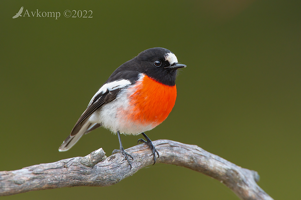 Click image for larger version

Name:	scarlet robin 7681.jpg
Views:	80
Size:	470.1 KB
ID:	489430