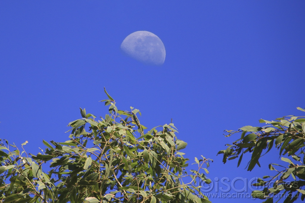 Click image for larger version

Name:	4680-Moon_Trees.jpg
Views:	31
Size:	422.6 KB
ID:	475194