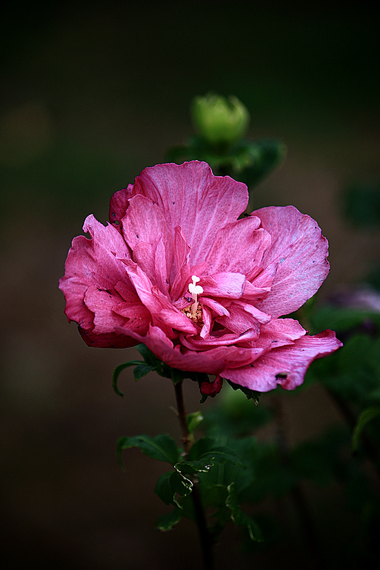 Click image for larger version

Name:	Hibiscus flower.jpg
Views:	145
Size:	244.5 KB
ID:	490648