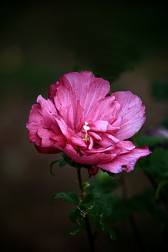 Click image for larger version

Name:	Hibiscus flower edit.jpg
Views:	98
Size:	238.9 KB
ID:	490737