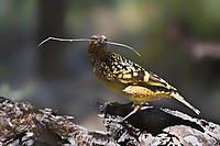 Click image for larger version

Name:	DSC3296  Western Bowerbird 2.jpg
Views:	65
Size:	297.5 KB
ID:	441644