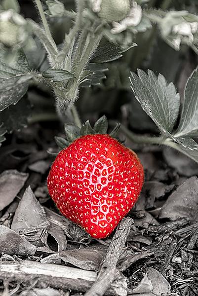 Click image for larger version

Name:	Strawberry (Portrait).jpg
Views:	170
Size:	428.8 KB
ID:	482769