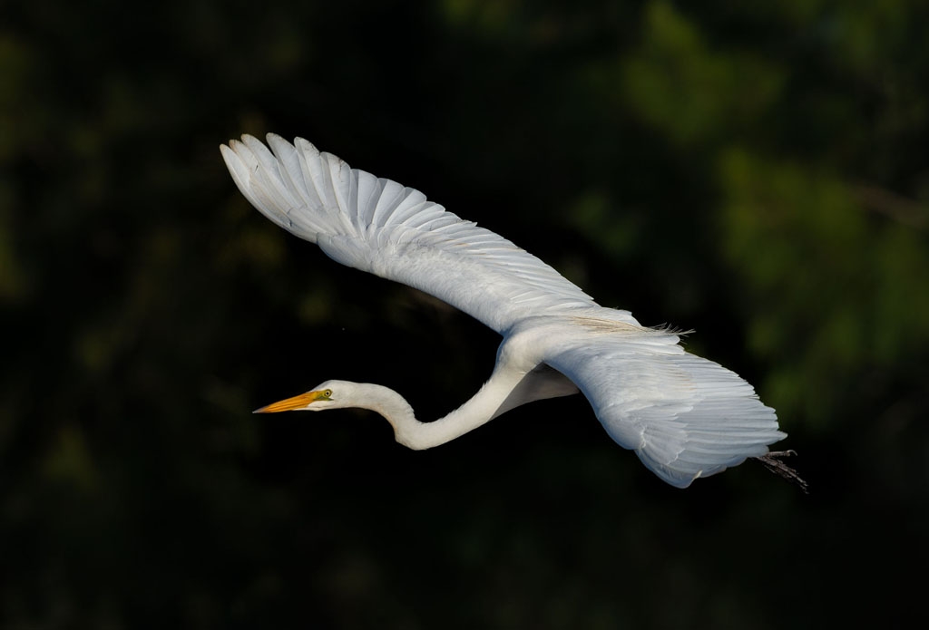 Eastern Great Egret