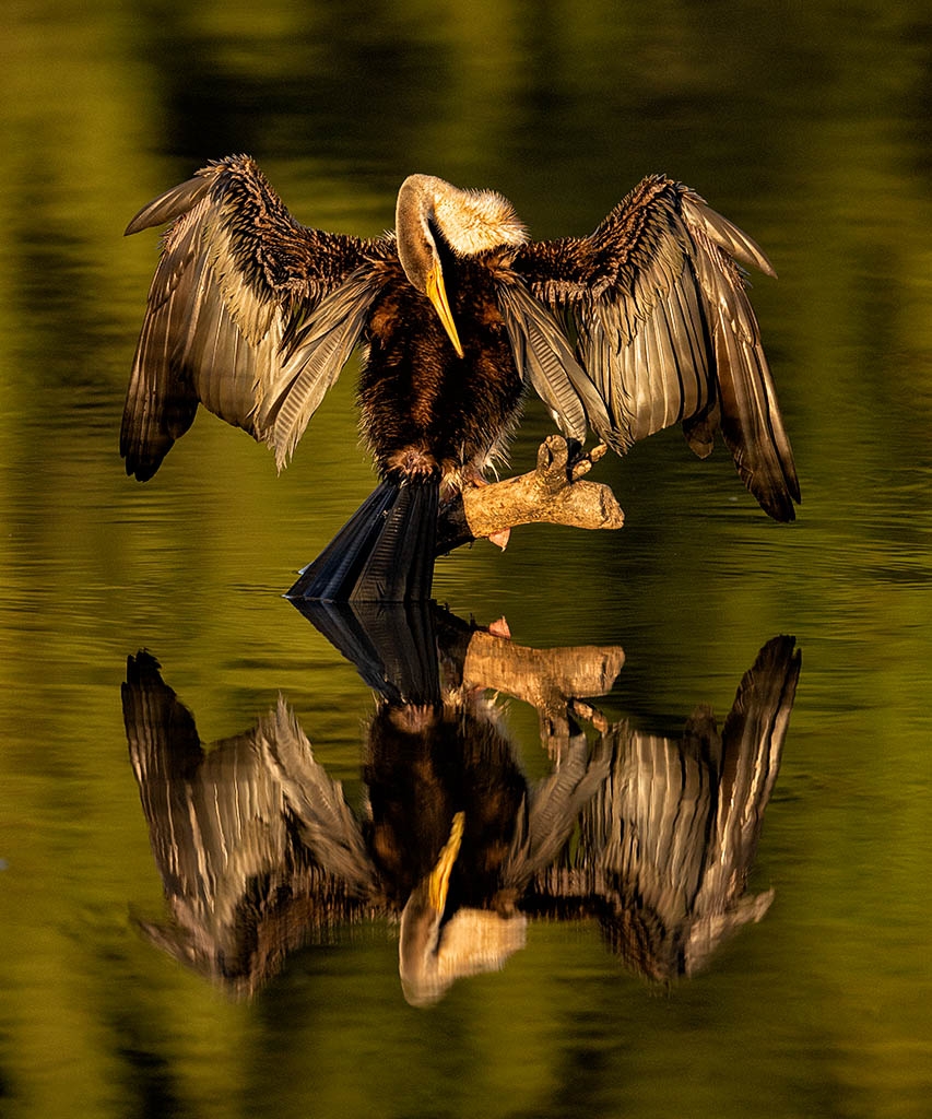 Australasian Darter