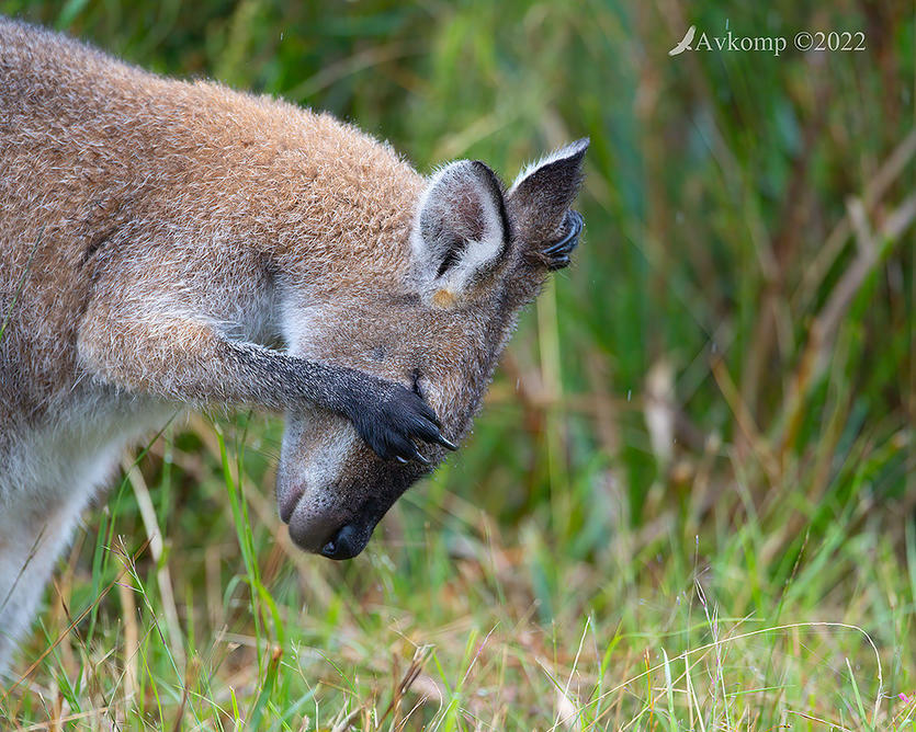 Click image for larger version

Name:	wallaby 6753.jpg
Views:	59
Size:	174.4 KB
ID:	491330