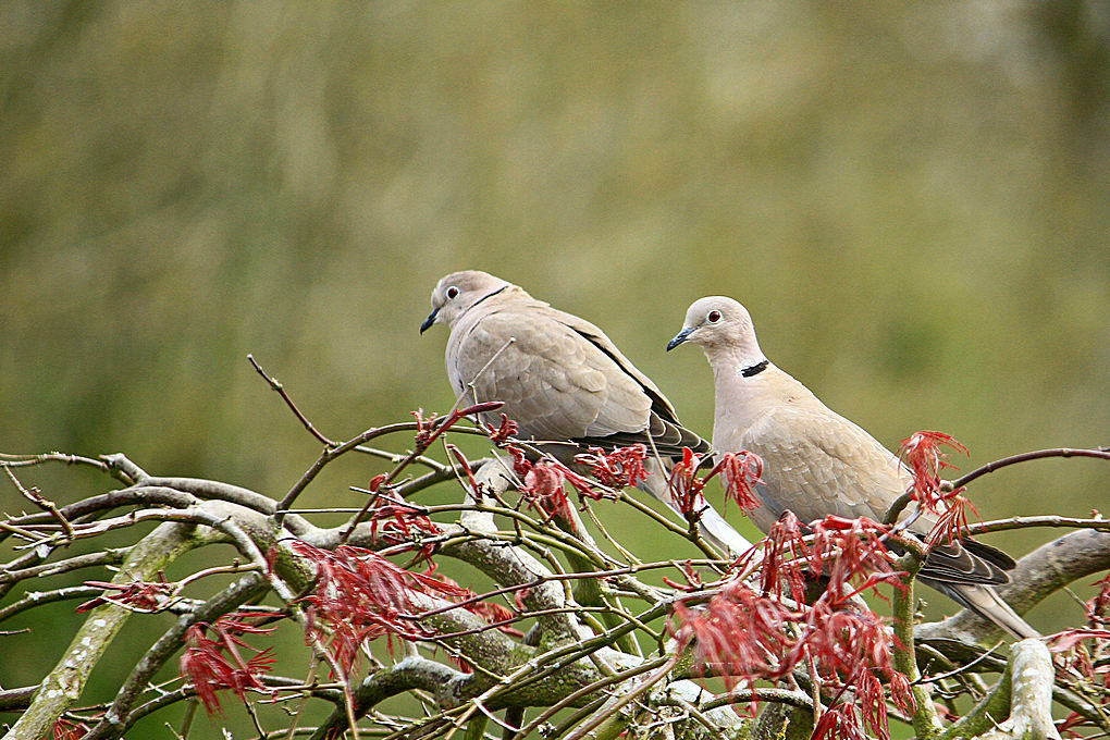 Click image for larger version  Name:	Collared Dove.jpg Views:	20 Size:	251.0 KB ID:	491478