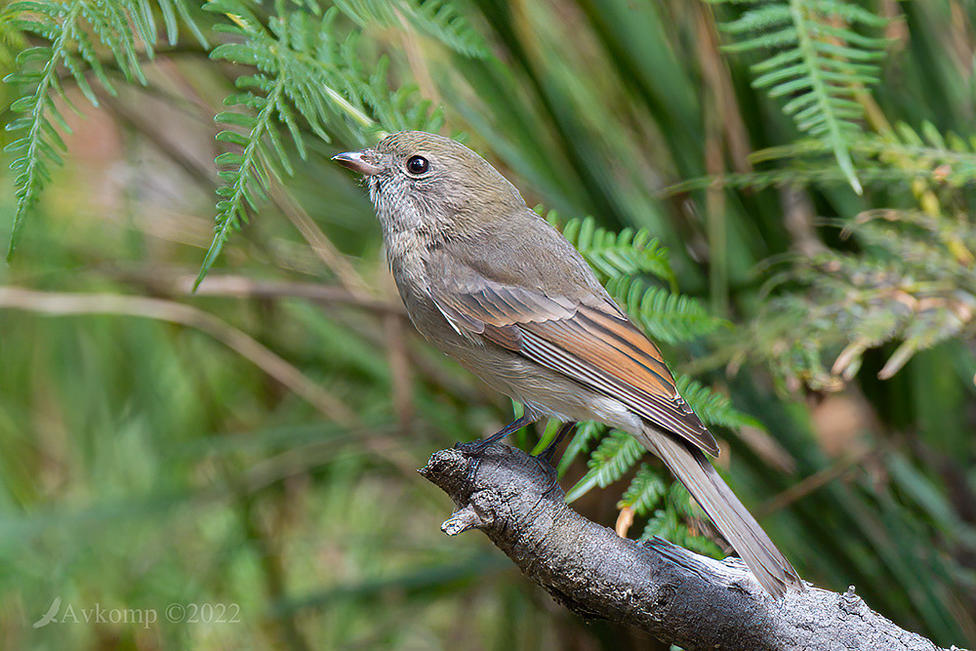 Click image for larger version

Name:	rufous whistler 6937.jpg
Views:	61
Size:	160.1 KB
ID:	491515