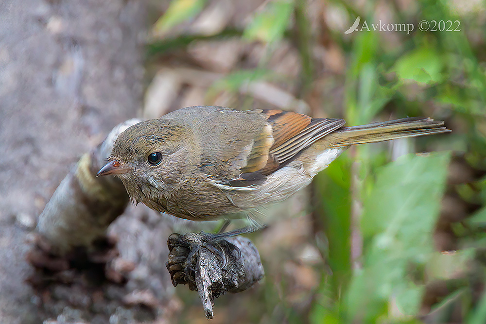 Click image for larger version

Name:	rufous whistler 6944.jpg
Views:	50
Size:	274.7 KB
ID:	491516