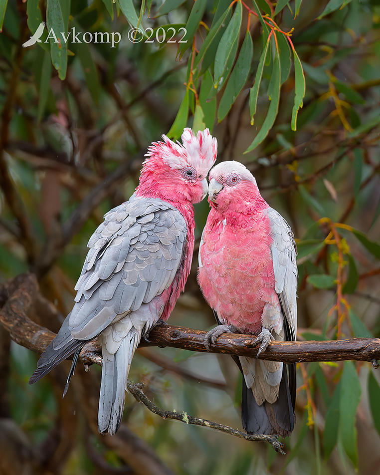 Click image for larger version

Name:	galah 6736a.jpg
Views:	72
Size:	172.5 KB
ID:	491536