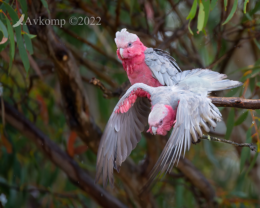 Click image for larger version

Name:	galah 6739a.jpg
Views:	61
Size:	273.6 KB
ID:	491537