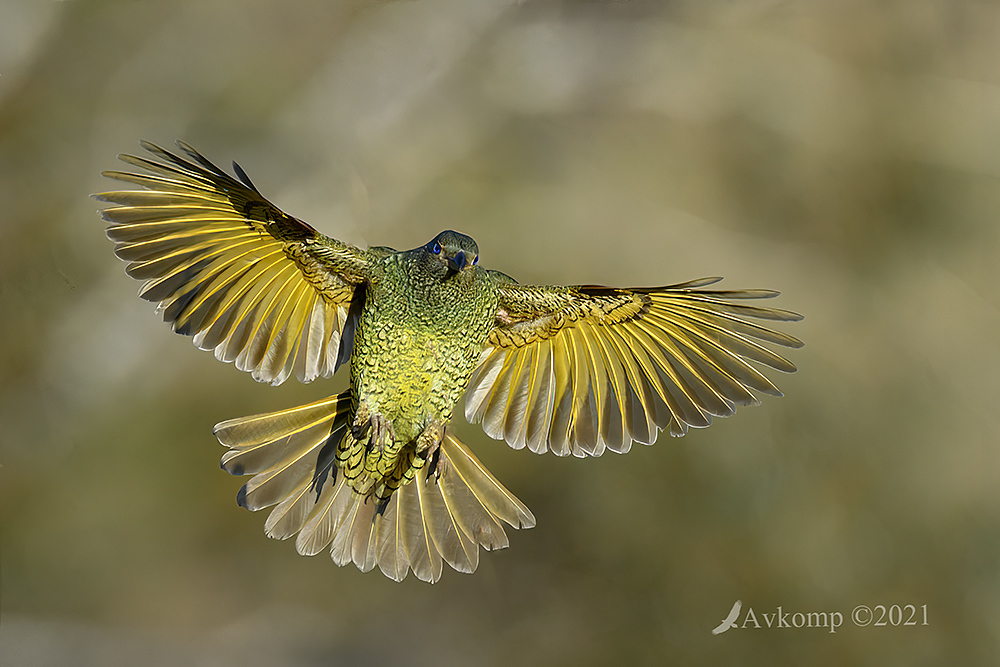 Click image for larger version

Name:	satin bower bird 5960.jpg
Views:	89
Size:	331.4 KB
ID:	491542