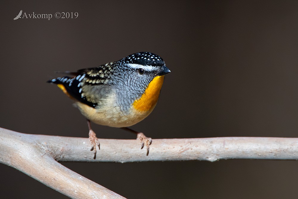 Click image for larger version  Name:	pardalote 1408.jpg Views:	1 Size:	104.5 KB ID:	465801