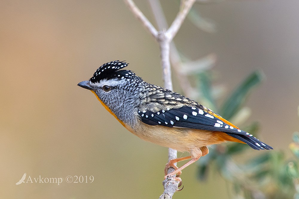 Click image for larger version

Name:	spotted pardalote 1482.jpg
Views:	72
Size:	143.3 KB
ID:	465844