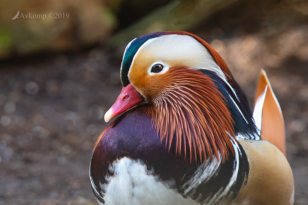 Click image for larger version

Name:	mandarin duck1568.jpg
Views:	93
Size:	183.6 KB
ID:	466137