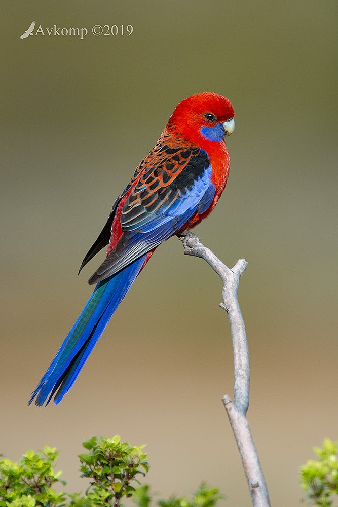 Click image for larger version

Name:	rosella 2235.jpg
Views:	56
Size:	131.5 KB
ID:	467286