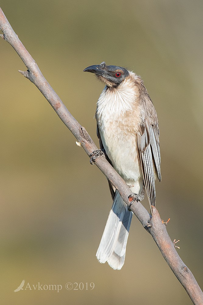 Click image for larger version

Name:	friarbird 2556.jpg
Views:	67
Size:	163.5 KB
ID:	468257