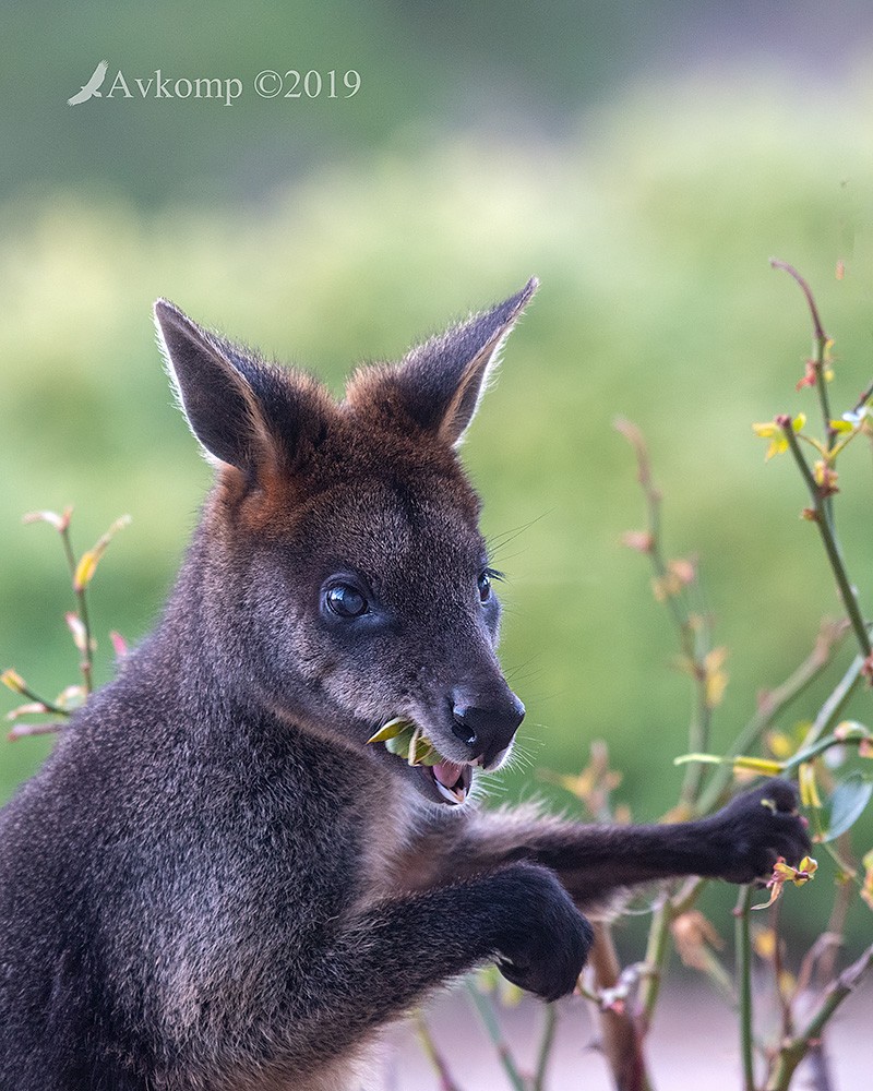 Click image for larger version

Name:	swamp wallaby 1376.jpg
Views:	45
Size:	230.3 KB
ID:	465701