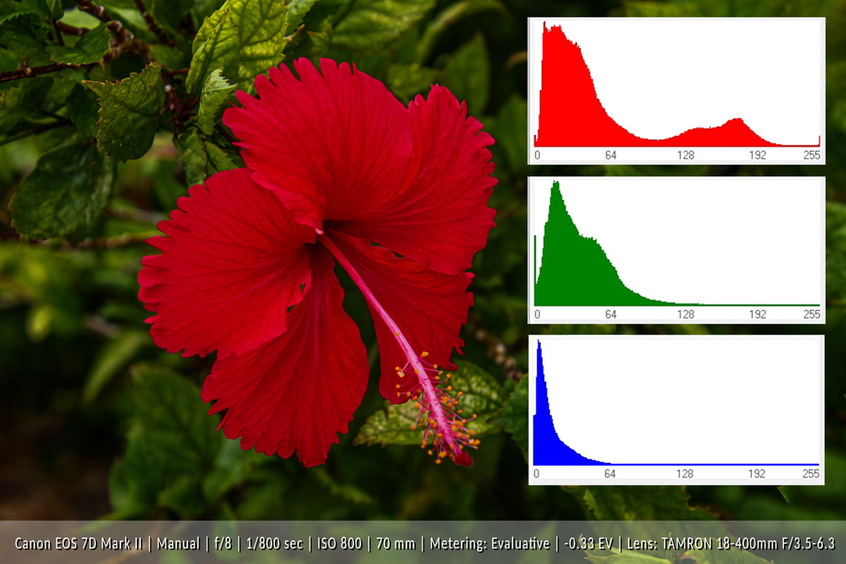 Click image for larger version

Name:	7886-Red_Hibiscus-Histogram_RGB.jpg
Views:	76
Size:	298.4 KB
ID:	491585