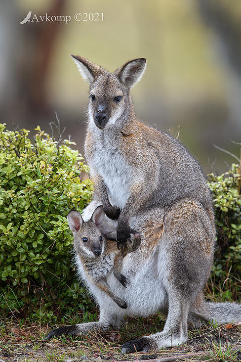 Click image for larger version

Name:	wallaby 5992.jpg
Views:	81
Size:	138.8 KB
ID:	491621