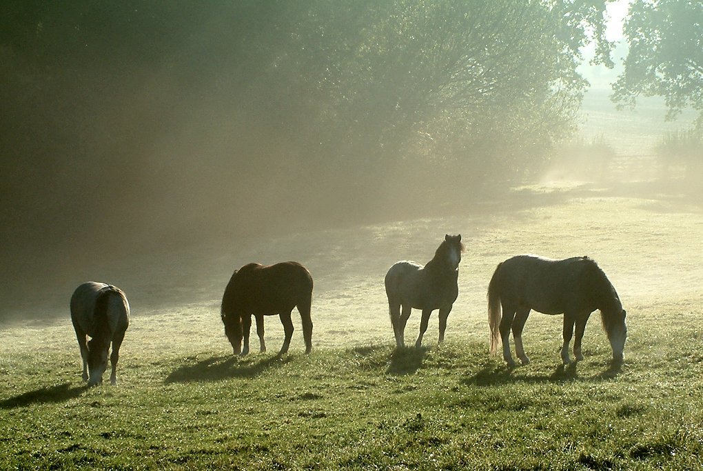 Click image for larger version

Name:	Colts in the mist.jpg
Views:	45
Size:	185.9 KB
ID:	491697