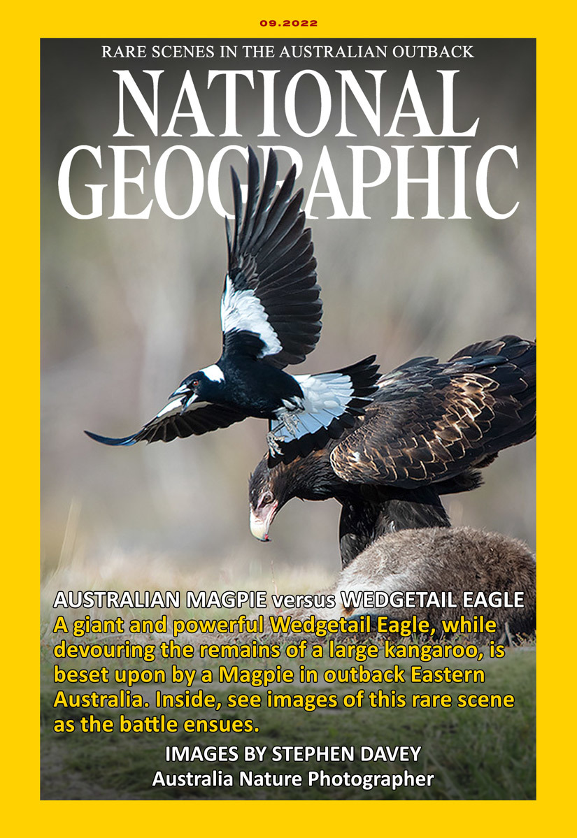 Click image for larger version

Name:	National-Geographic-Cover-MOCKUP-Wedgetail_Eagle.jpg
Views:	58
Size:	300.0 KB
ID:	490600