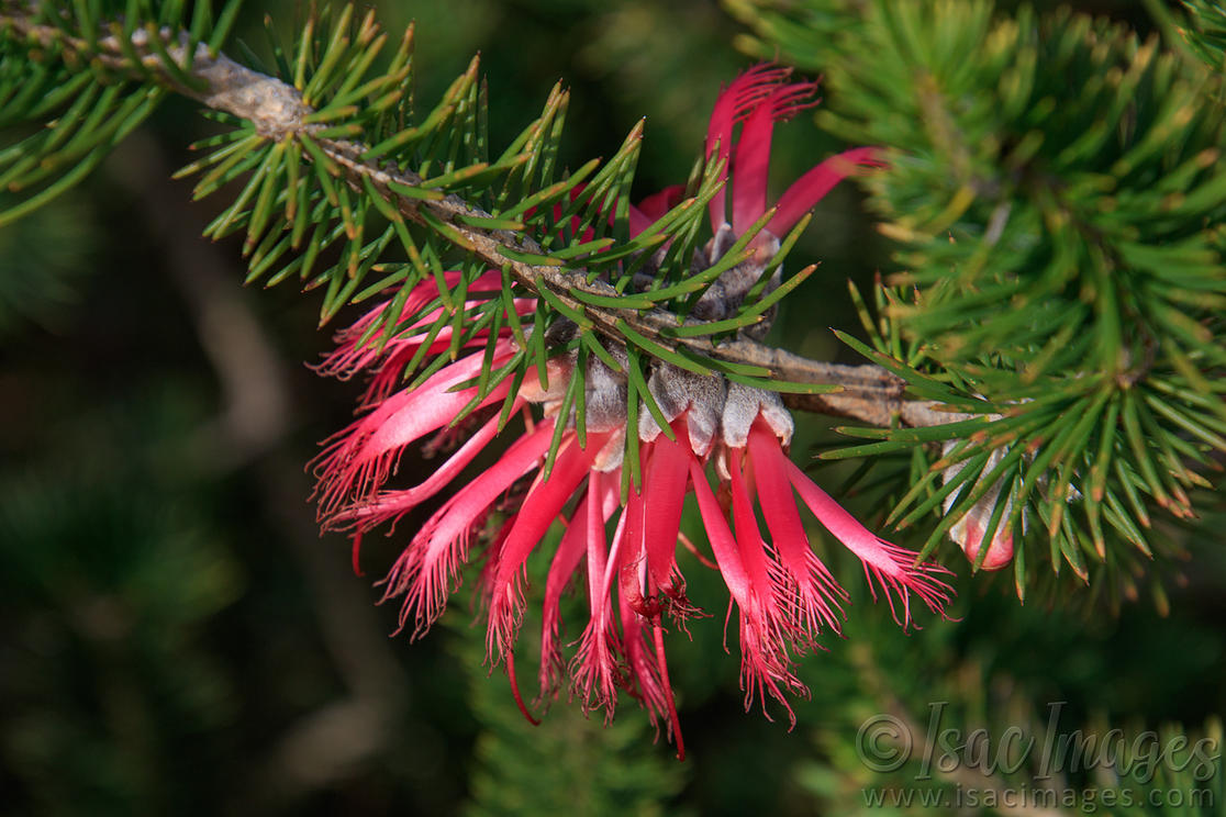 Click image for larger version

Name:	0801-One_Sided_Bottlebrush.jpg
Views:	71
Size:	153.3 KB
ID:	490606