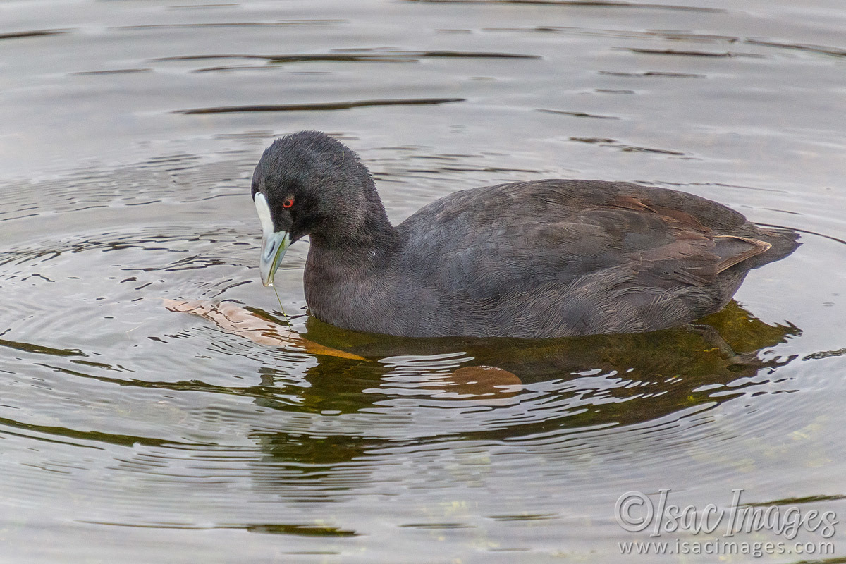 Click image for larger version

Name:	1015-Eurasian_Coot.jpg
Views:	50
Size:	309.2 KB
ID:	489387