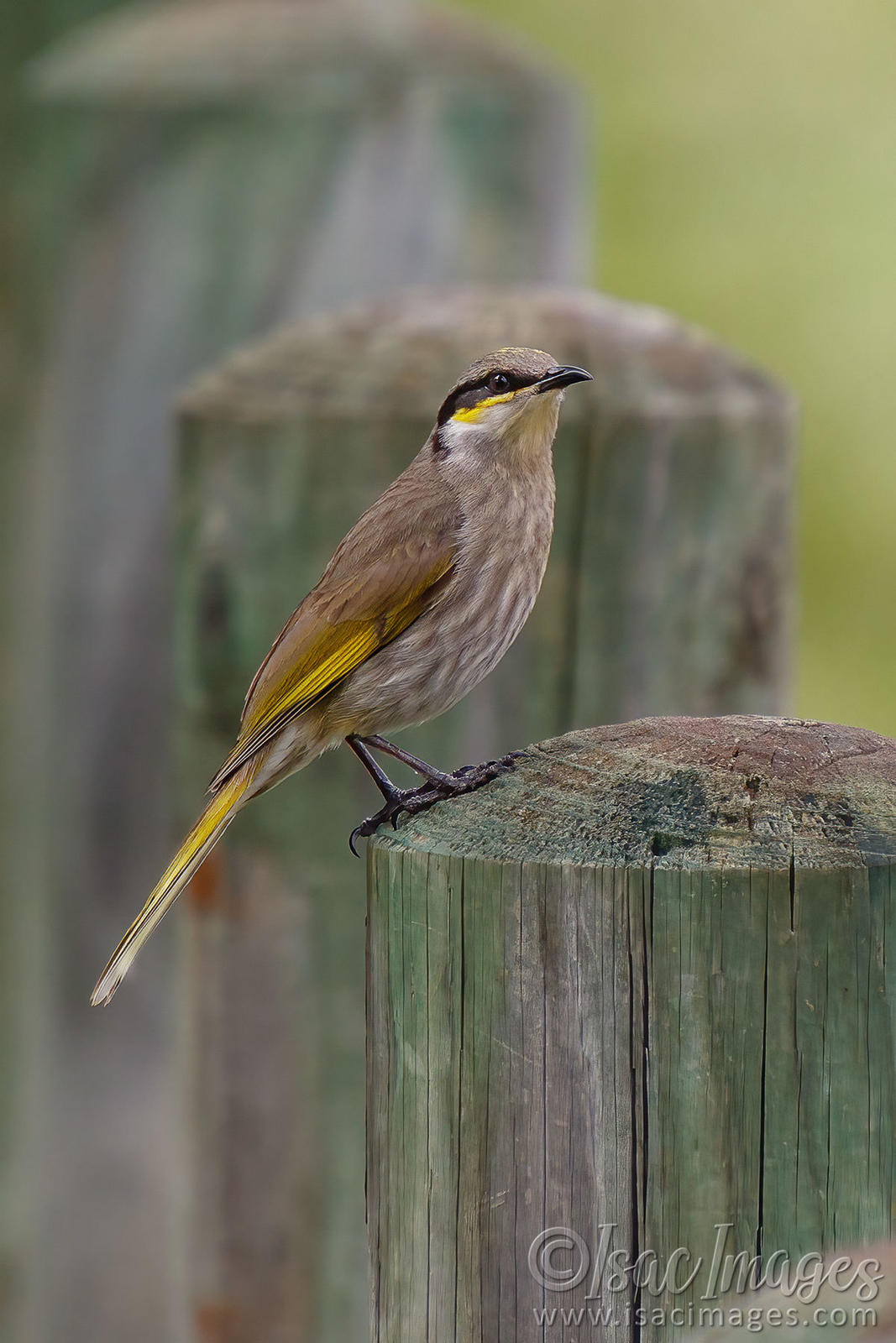 Click image for larger version

Name:	1025-Singing_Honeyeater.jpg
Views:	97
Size:	182.1 KB
ID:	489391