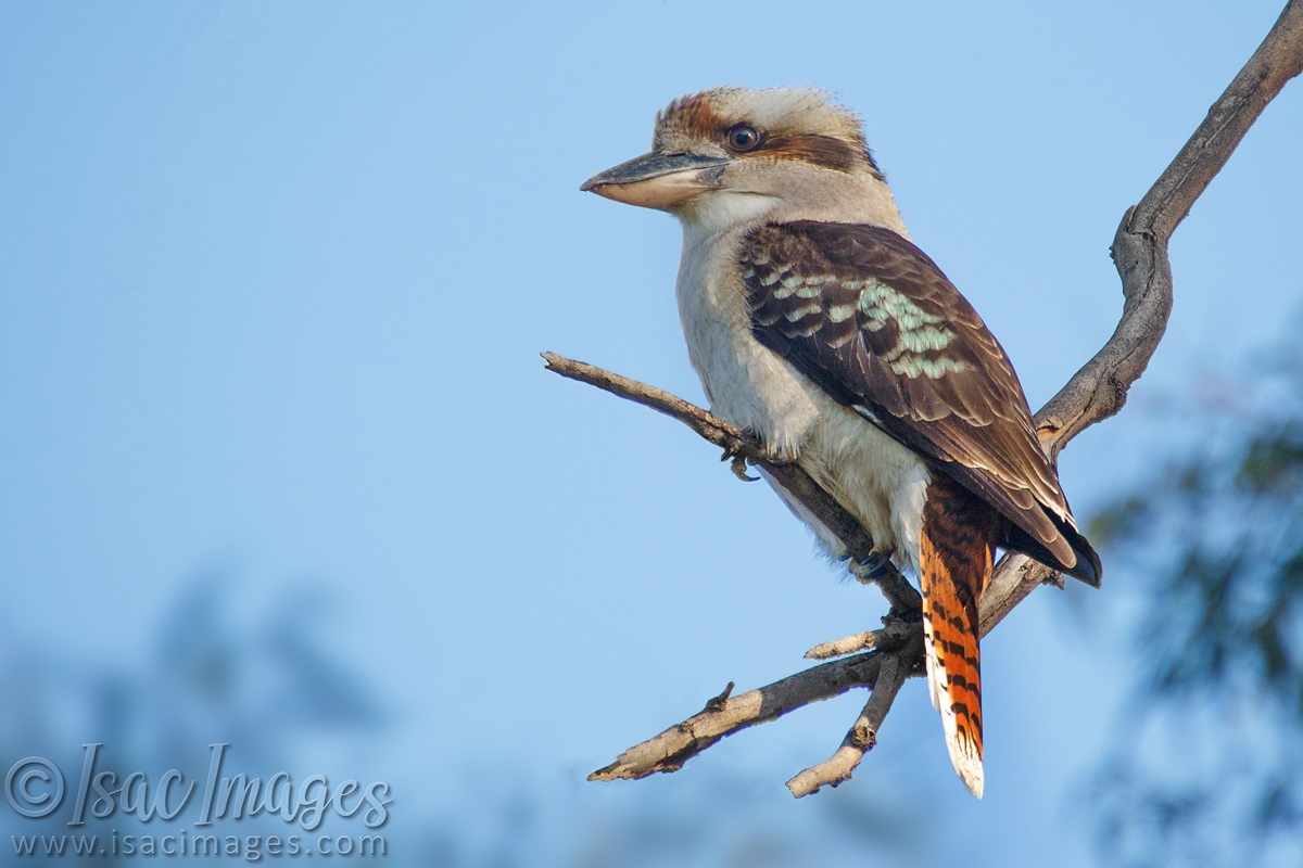 Click image for larger version

Name:	0378-Kookaburra.jpg
Views:	67
Size:	444.5 KB
ID:	487826