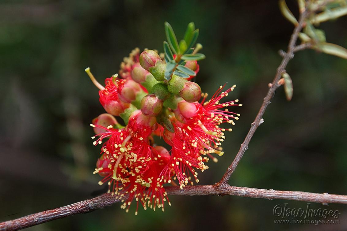 Click image for larger version

Name:	0938-Scarlet_Callistemon.jpg
Views:	63
Size:	89.4 KB
ID:	488627